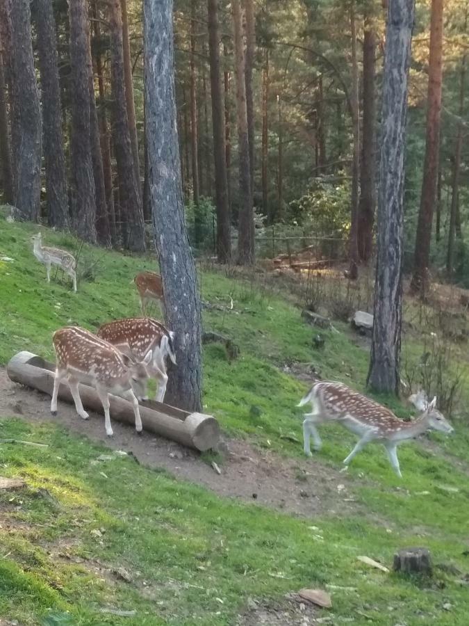 Mavrovo Forest Apartments 외부 사진